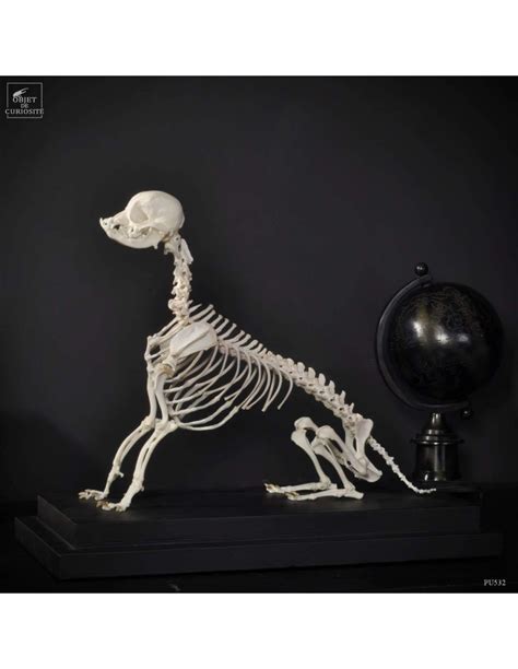 Chiwawa skeleton on black wood base.