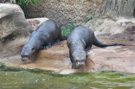 Giant Otter Facts, Pictures, Video & In-Depth Information: Discover An Endangered Rainforest ...