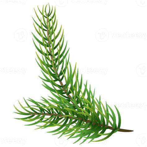 Fir tree branch. Christmas pine tree. 12995591 PNG