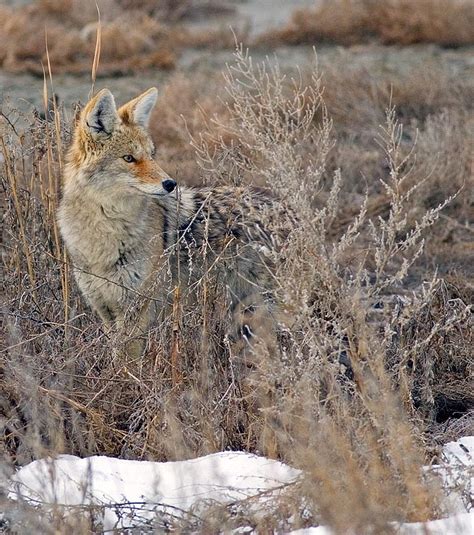 Utah Wildlife