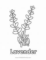 Lavender Coloring Page  Little Bee Family sketch template