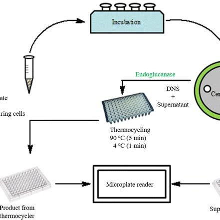 A simplified description of the enzyme activity assay. The... | Download Scientific Diagram