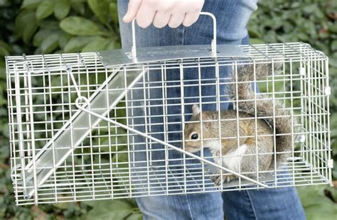 best-squirrel-trap-havahart - Pest Hacks