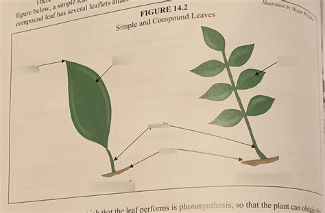 Simple and compound leaves diagram Diagram | Quizlet