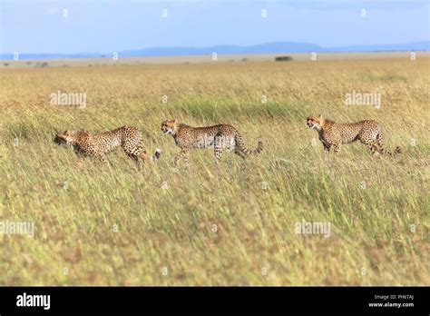 cheetah family hunting at masai mara national park kenya Stock Photo - Alamy