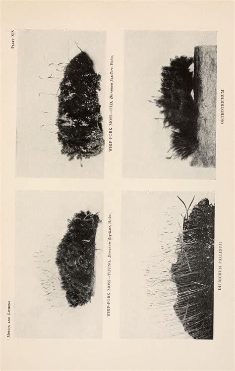 Mosses and lichens: A popular guide to the identification and study of ...