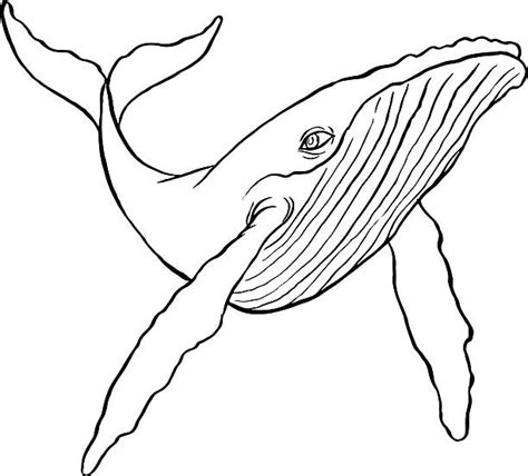 Humpback Whale Illustrations, Royalty-Free Vector Graphics & Clip Art - iStock