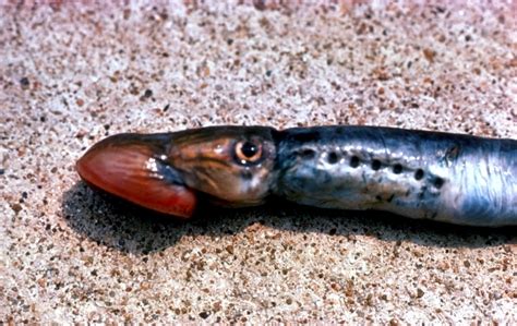 Lamprey Eel – "OCEAN TREASURES" Memorial Library