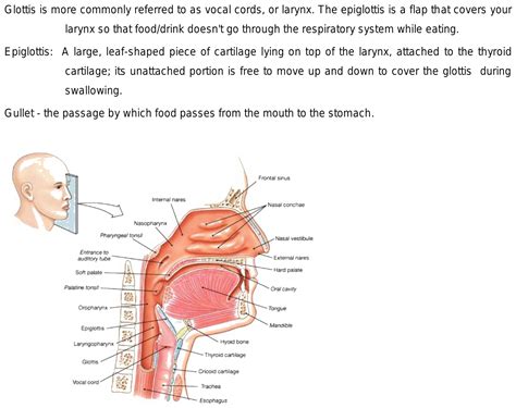 Explain in brief about Glottis and Epiglottis with the help of diagram.