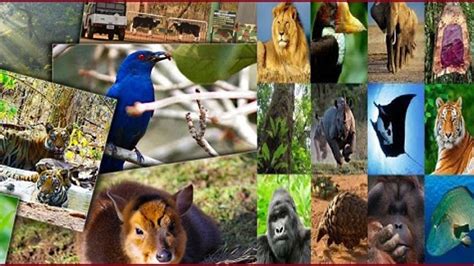 Summary on the Biodiversity in India