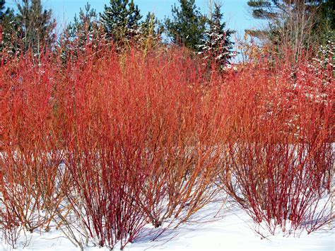 Cardinal Red Twig Dogwood - Knecht's Nurseries & Landscaping