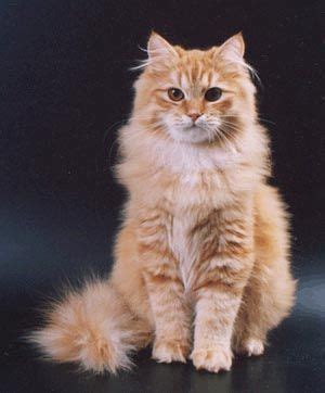 Glorious!!!! A beautiful marmalade Siberian cat. | Siberian kittens, Beautiful cats, Siberian cat