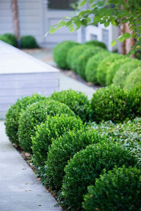 Boxwood is so beautiful in a garden. Very crisp and clean! | Front yard ...