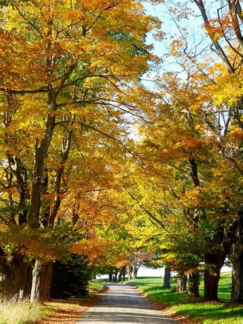 Fall Festivals Fall Days, Autumn Day, Autumn Trees, Vermont Fall, Fall ...