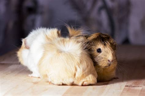 Are Guinea Pigs from Petco Healthy - Midnight Pets