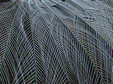 Lyrebird feathers - love the airy texture | Australian fauna ...