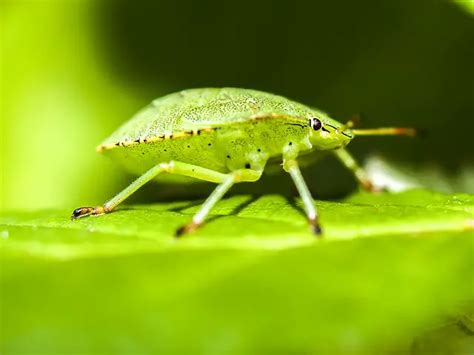 Stink Bug Bite Pictures: Symptoms & Treatment