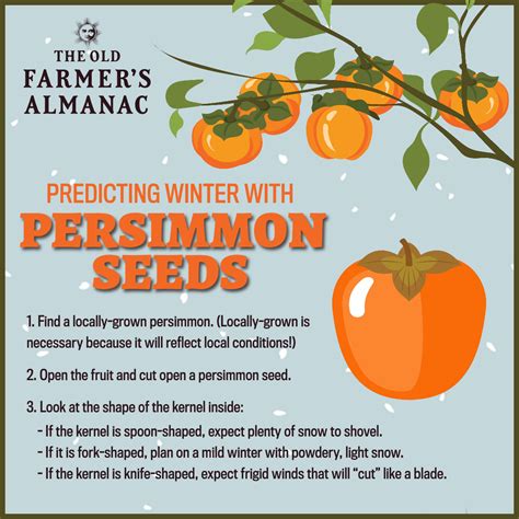 How to Predict Winter Weather With a Persimmon Seed | The Old Farmer's ...