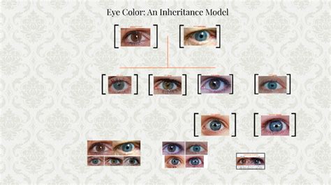 Eye Color: An Inheritance Model by Brook Carlsen on Prezi