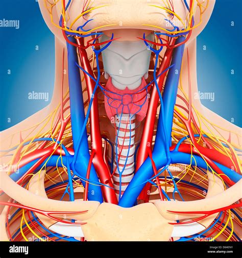 Neck Joint Anatomy