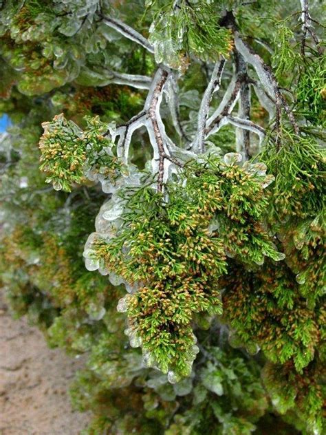 PlantFiles Pictures: Juniperus Species, Ashe Juniper, Blueberry Juniper, Mountain Cedar, Post ...