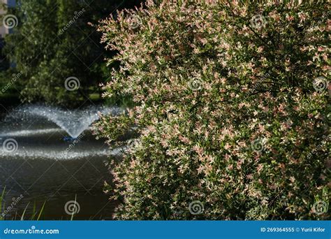 Fountain in the Lake in Landscape Design Stock Image - Image of ...