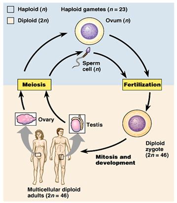 Difference between asexual and sexual reproduction