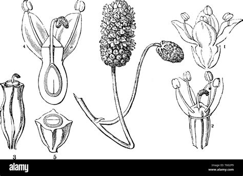 Engraving sanguisorba officinalis Stock Vector Images - Alamy