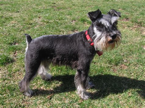 File:Miniature schnauzer blackandsilver.jpg - Wikipedia