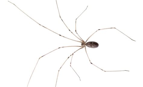 Daddy-long-legs spider (Pholcus phalangioides) in Australia ...