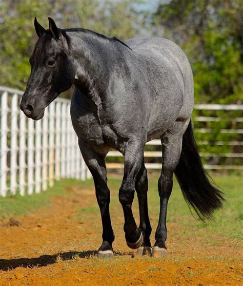 Blue Roan Quarter Horse | Aqha horses, Horses, Beautiful horses