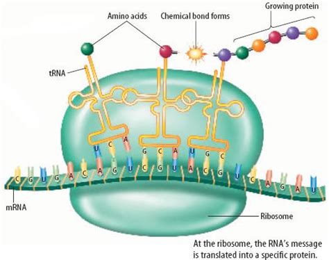 RNA and Protein Synthesis | 1.3K plays | Quizizz