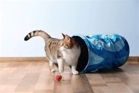 2024 Best Interactive Cat Toys For Your Smart Kitty!