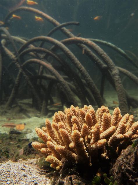 Extreme Mangrove Corals Found on the Great Barrier Reef | Nature World News