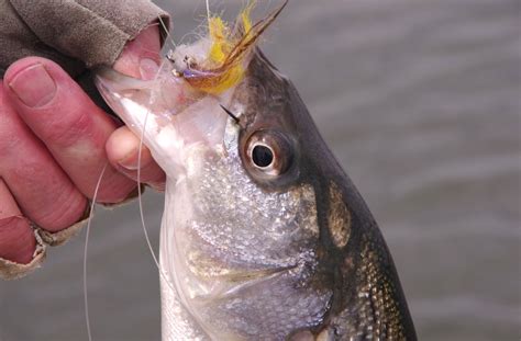 CLOUSER MINNOW: DIFFERENT TYING OPTIONS | Toflyfish