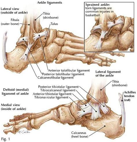 Diagram Of Ankle Ligaments