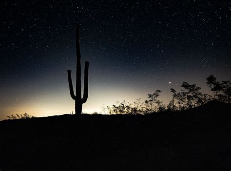 HD wallpaper: silhouette on cactus plant, night, star, desert, arizona, cacti | Wallpaper Flare