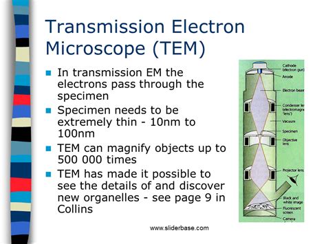 Electron Microscope - Presentation Cell biology