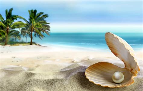 29+ Beach Sea Shell Wallpaper Background - OVER TEXTURED WALLPAPER