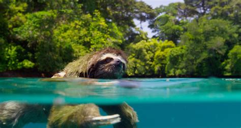 Sloths Swimming