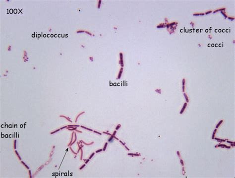 16: Simple Stain - Biology LibreTexts