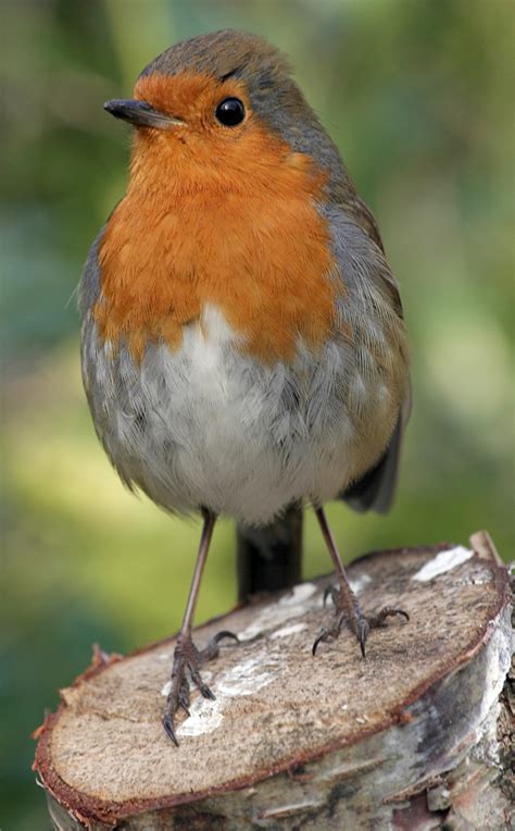 Portrait des Rotkehlchens