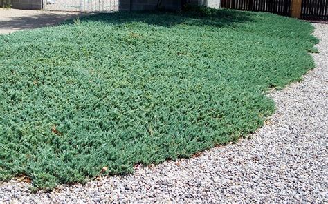 Blue Rug Juniper - 2.5 Quart - Groundcover, Coniferous - Junipers ...