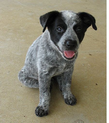 grey blue heeler | Blue heeler puppies, Heeler puppies, Blue heeler