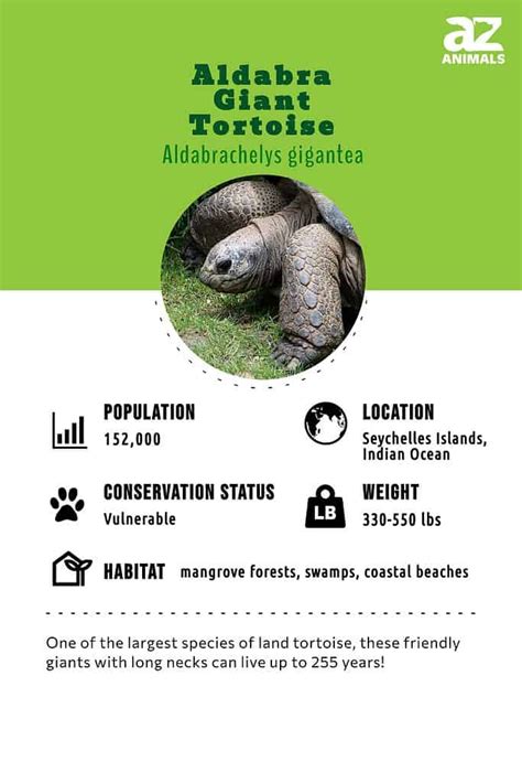 Aldabra Giant Tortoise - A-Z Animals