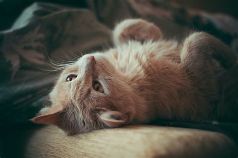 Cat on Cushion · Free Stock Photo