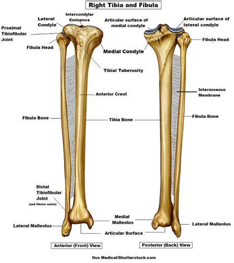 Pin by Amanda Smith on Xray | Basic anatomy and physiology, Anatomy flashcards, Medical anatomy