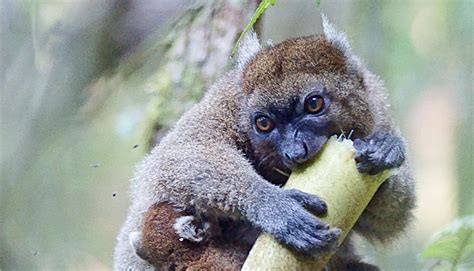 Bamboo shortage gives these lemurs a tougher diet - Futurity