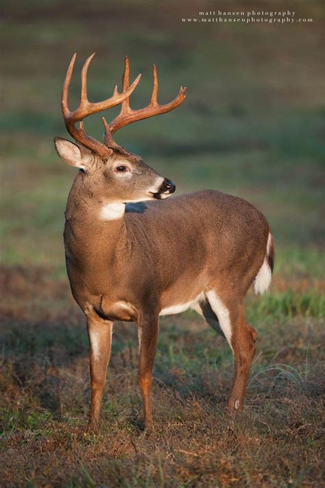 White-tailed deer (Odocoileus virginianus) - Professional Whitetail ...