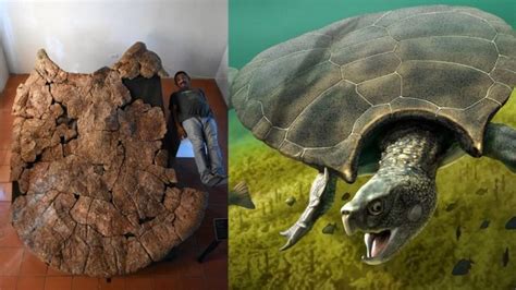 Meet Stupendemys Geographicus: the Largest Turtle to Ever Live on Earth — Curiosmos